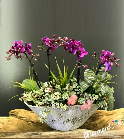 Mini Orchid in Oval Ceramic