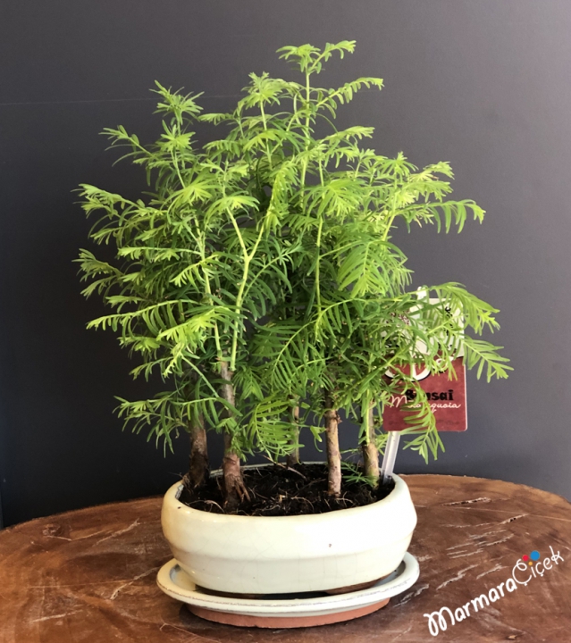 Bambu Bonsai