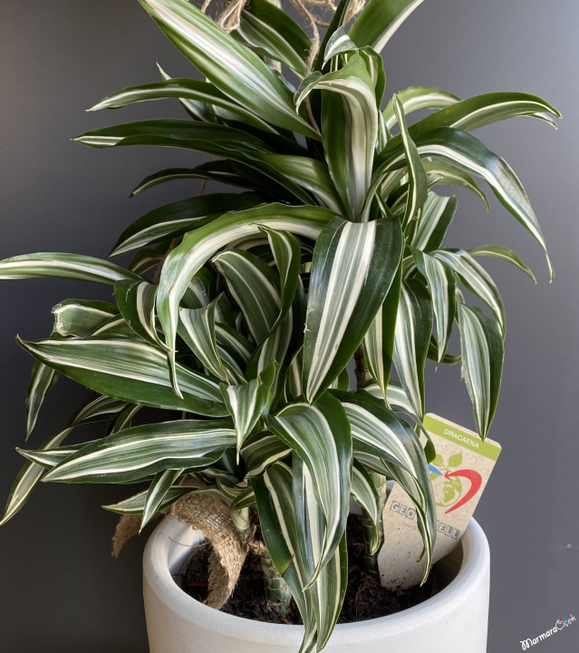 Dracaena fragrans 'Jade Jewel'