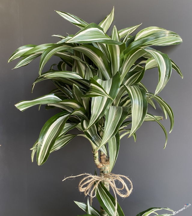 Dracaena fragrans 'Jade Jewel'