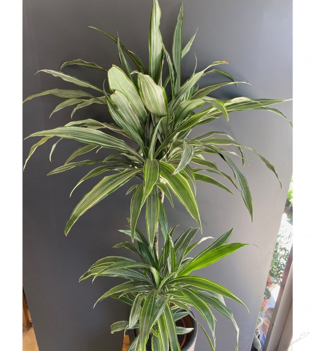 Dracaena Warneckii