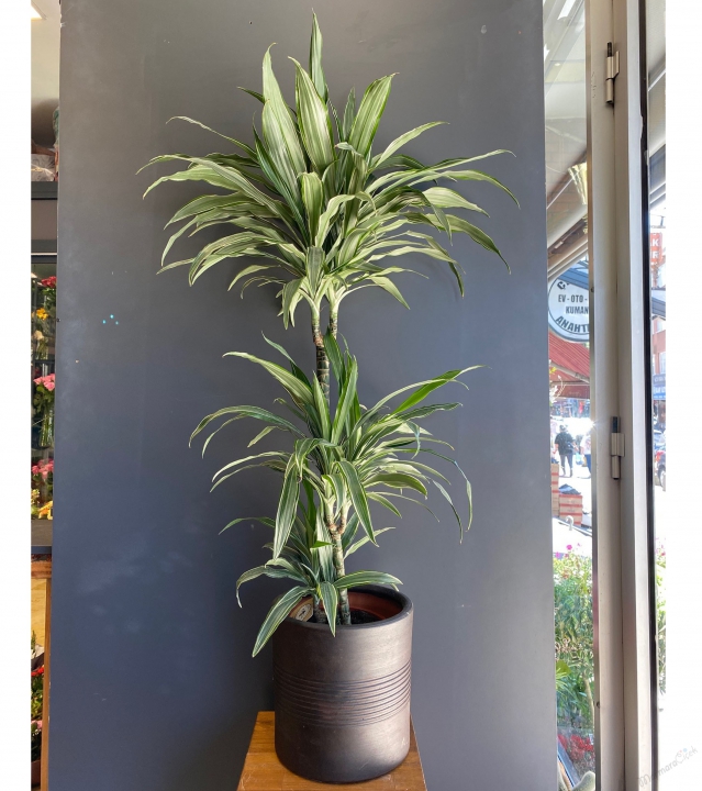 Dracaena Warneckii