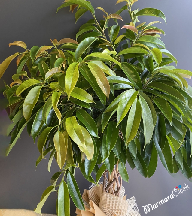 Ficus Amstel king Bitkisi