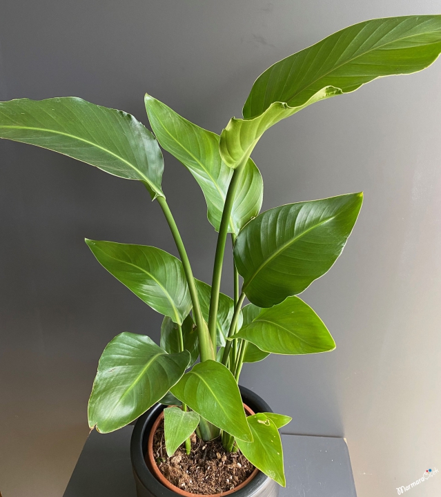 Midi Strelitzia Bitkisi