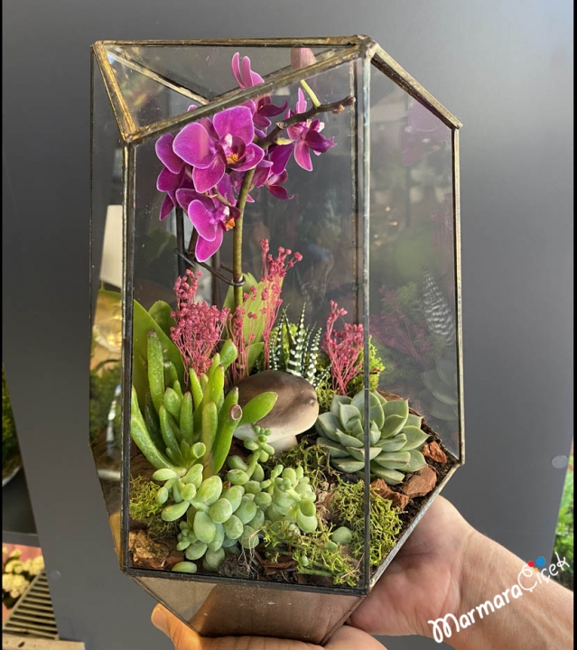 Prism Terrarium with Orchids