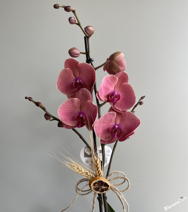 Single Branch Rose Dried Orchid