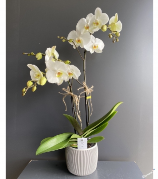 Bol Çiçekli Orkide