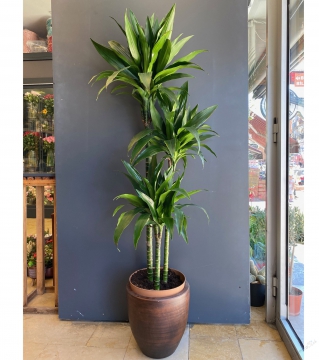 Dracaena Fragrans Janet