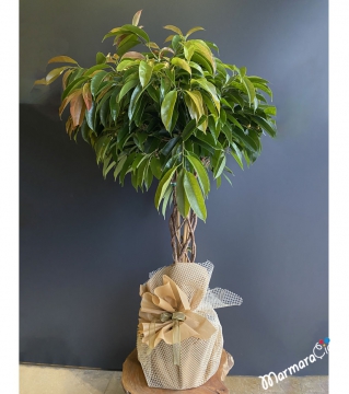 Ficus Amstel king Bitkisi