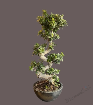 S Bonsai