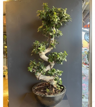 Spiral Bonsai Bitkisi