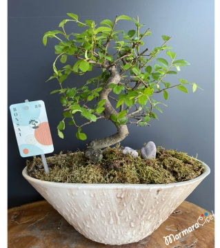 Zelkova Bonsai