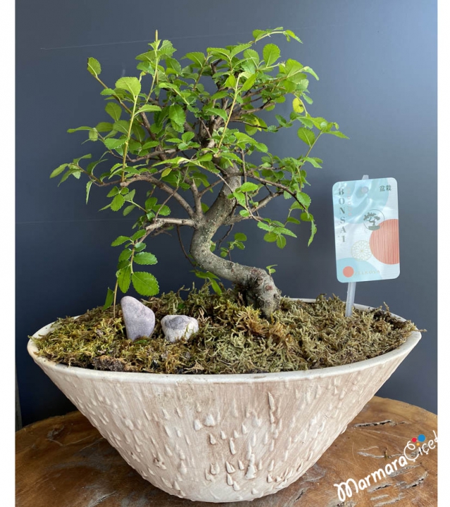 Zelkova Bonsai